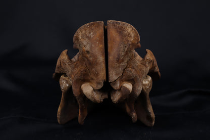 Fyri Stained Pig Skull
