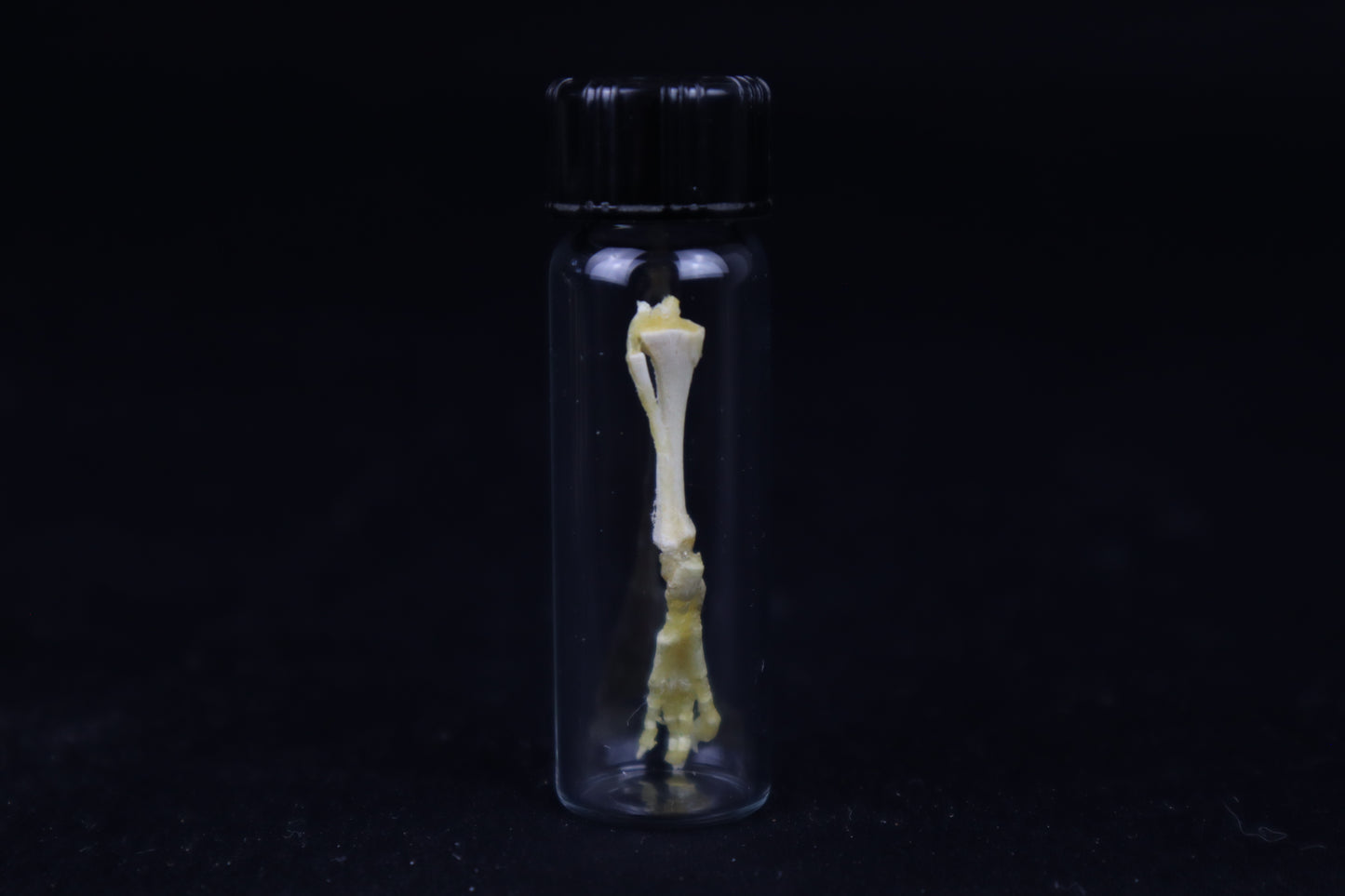 Fetal Red Fox Leg Articulation