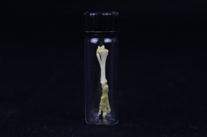 Fetal Red Fox Leg Articulation
