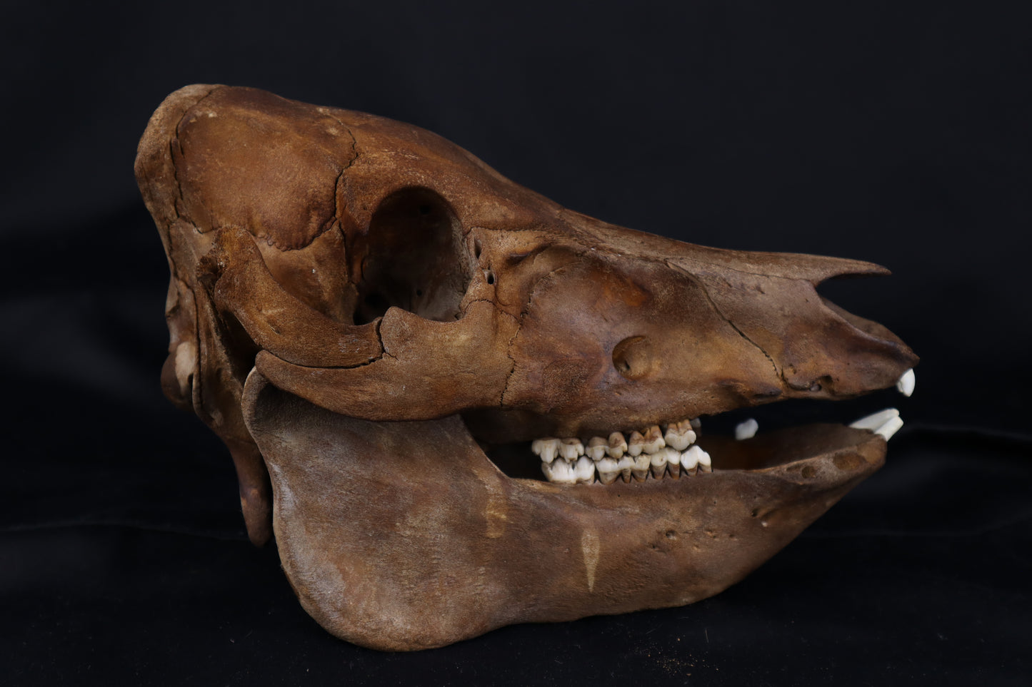 Fyri Stained Pig Skull