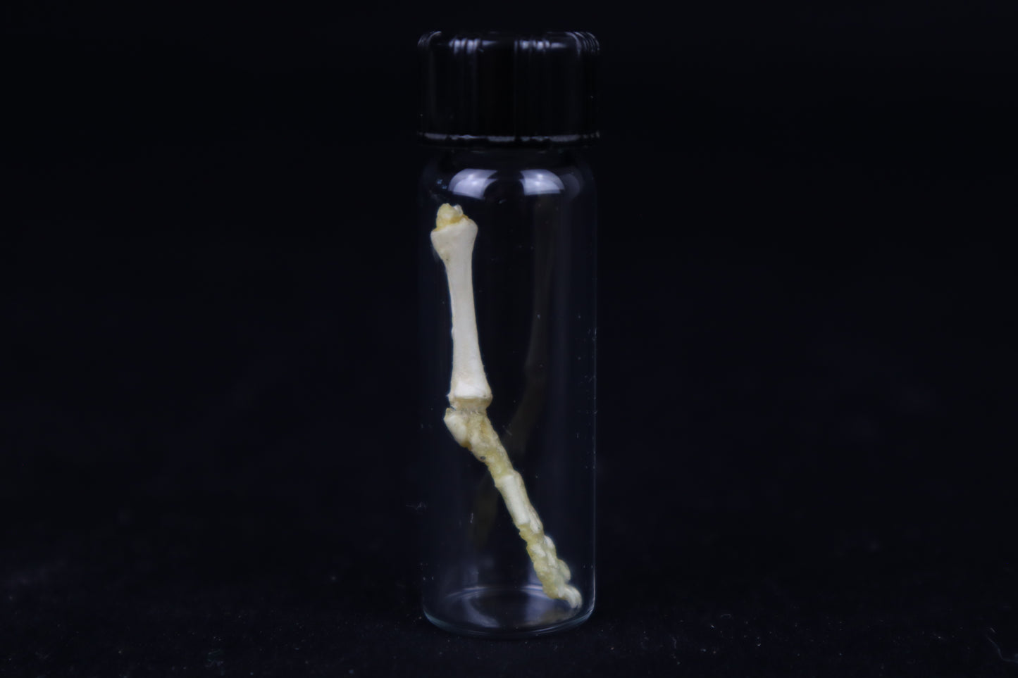 Fetal Red Fox Leg Articulation
