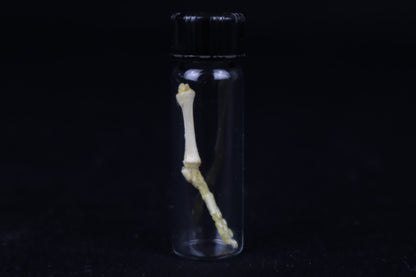 Fetal Red Fox Leg Articulation