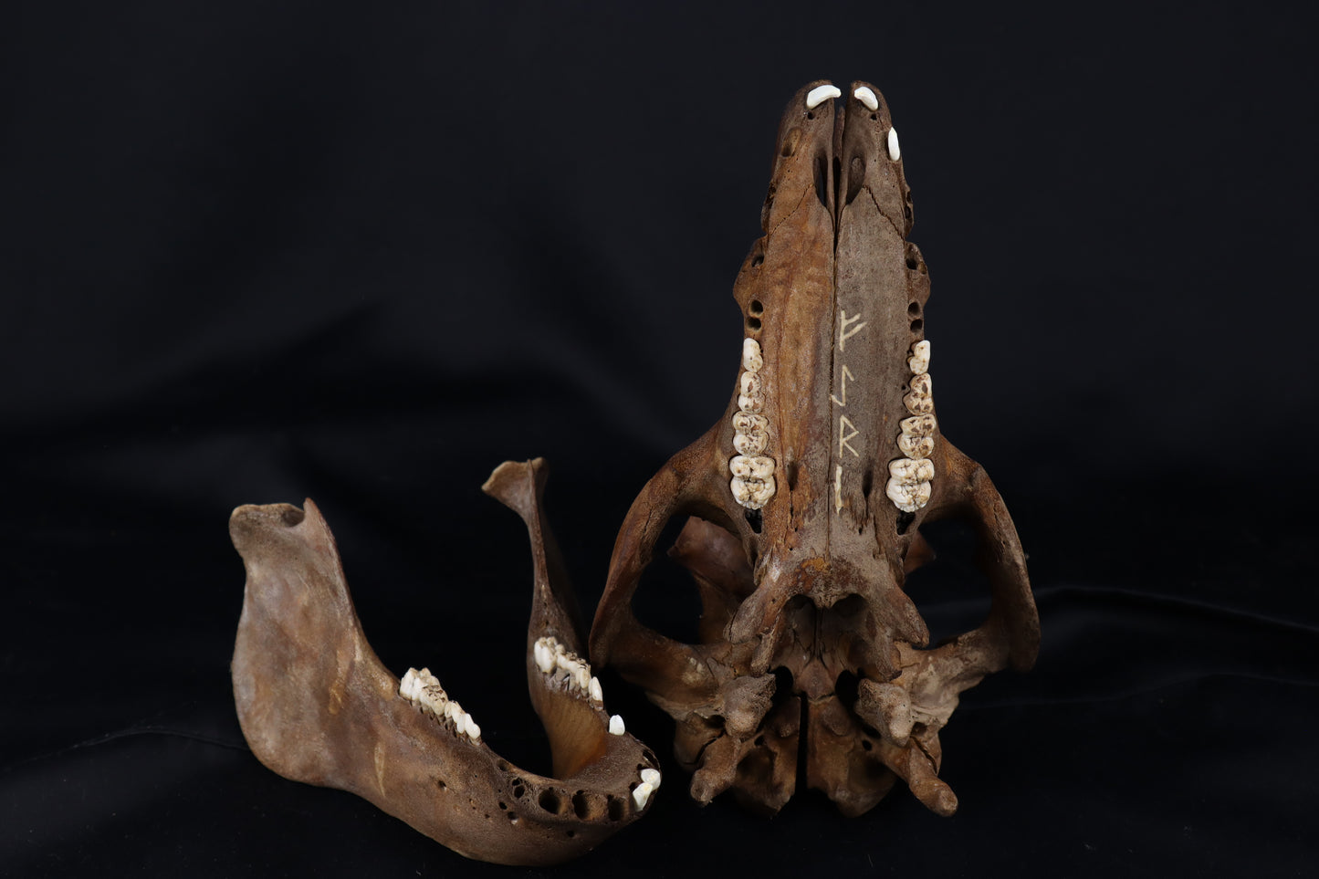 Fyri Stained Pig Skull