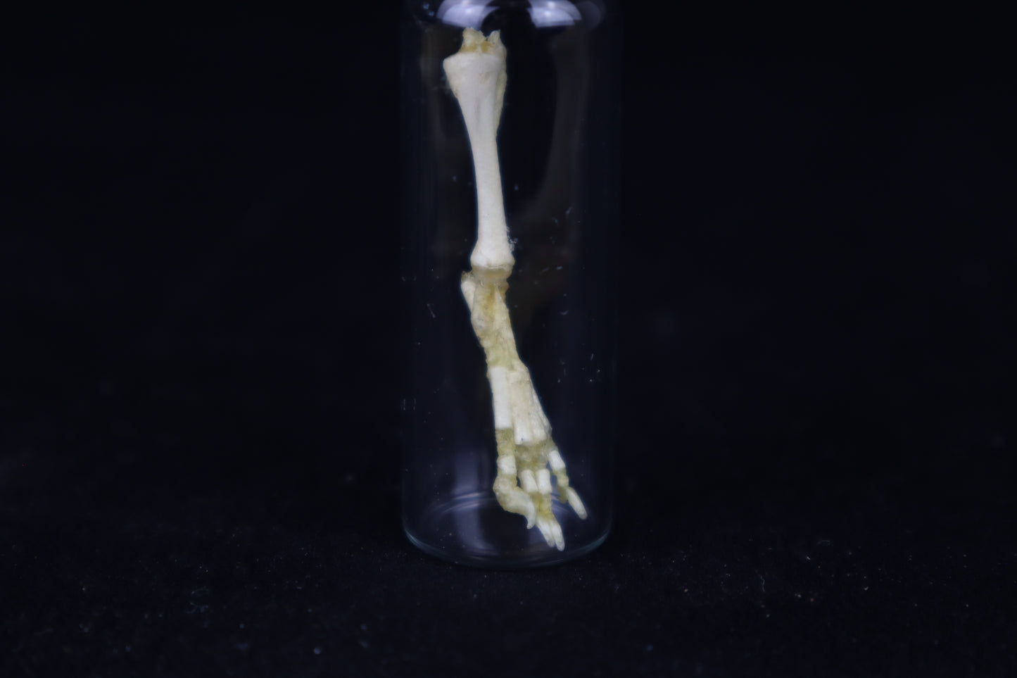 Fetal Red Fox Leg Articulation