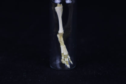 Fetal Red Fox Leg Articulation