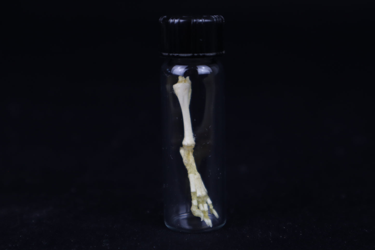 Fetal Red Fox Leg Articulation