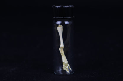 Fetal Red Fox Leg Articulation