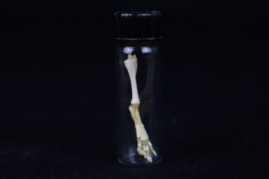 Fetal Red Fox Leg Articulation