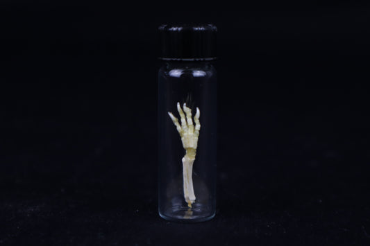 Fetal Red Fox Arm Articulation