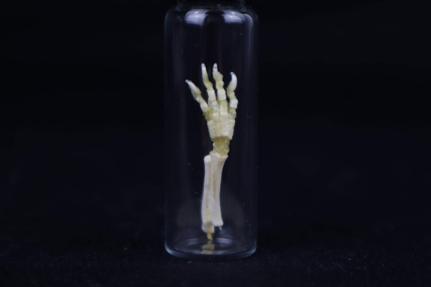 Fetal Red Fox Arm Articulation