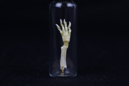 Fetal Red Fox Arm Articulation