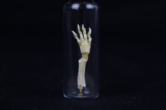 Fetal Red Fox Arm Articulation