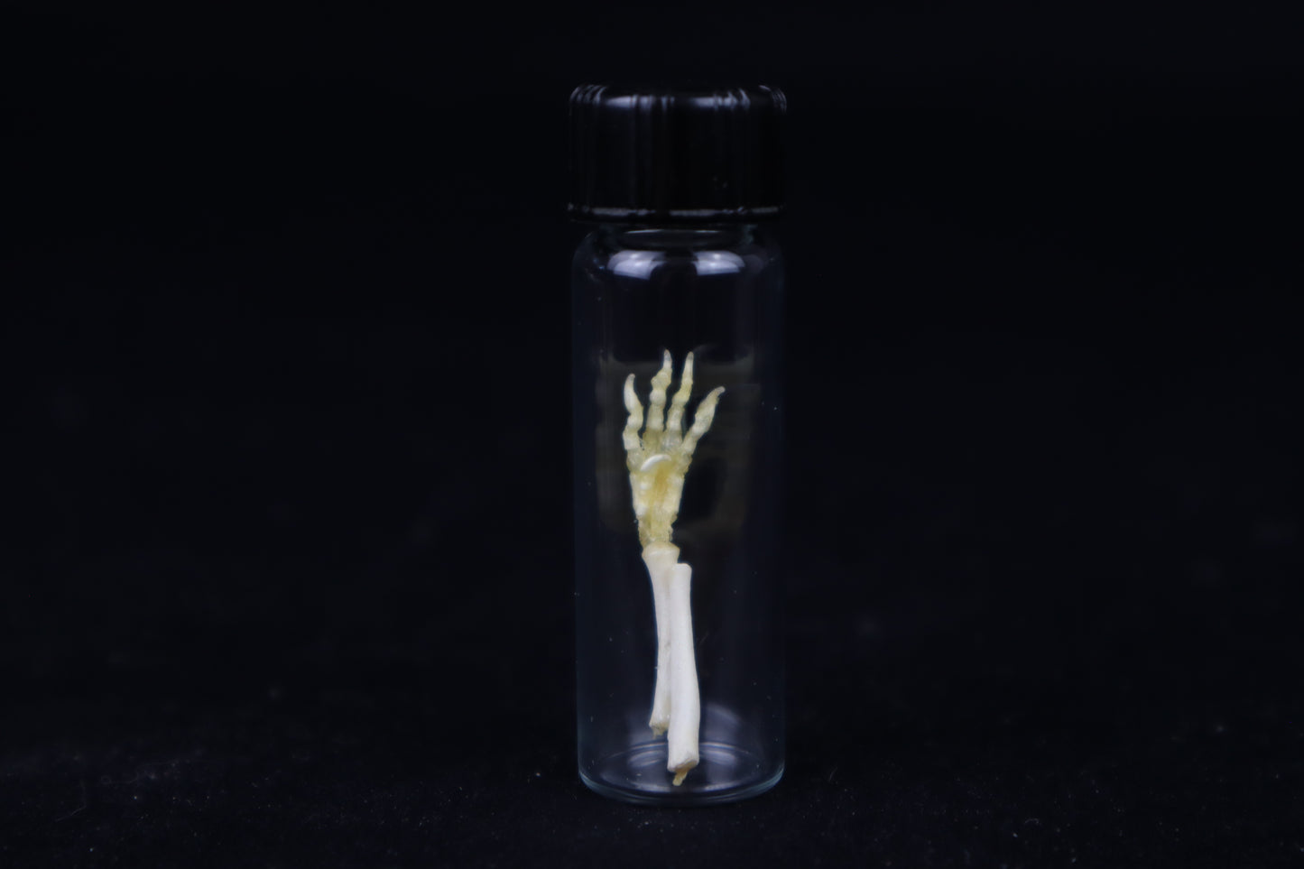 Fetal Red Fox Arm Articulation