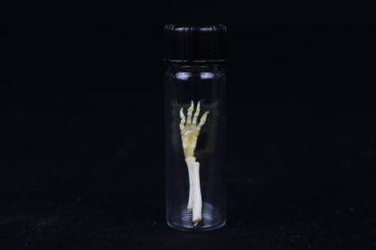 Fetal Red Fox Arm Articulation