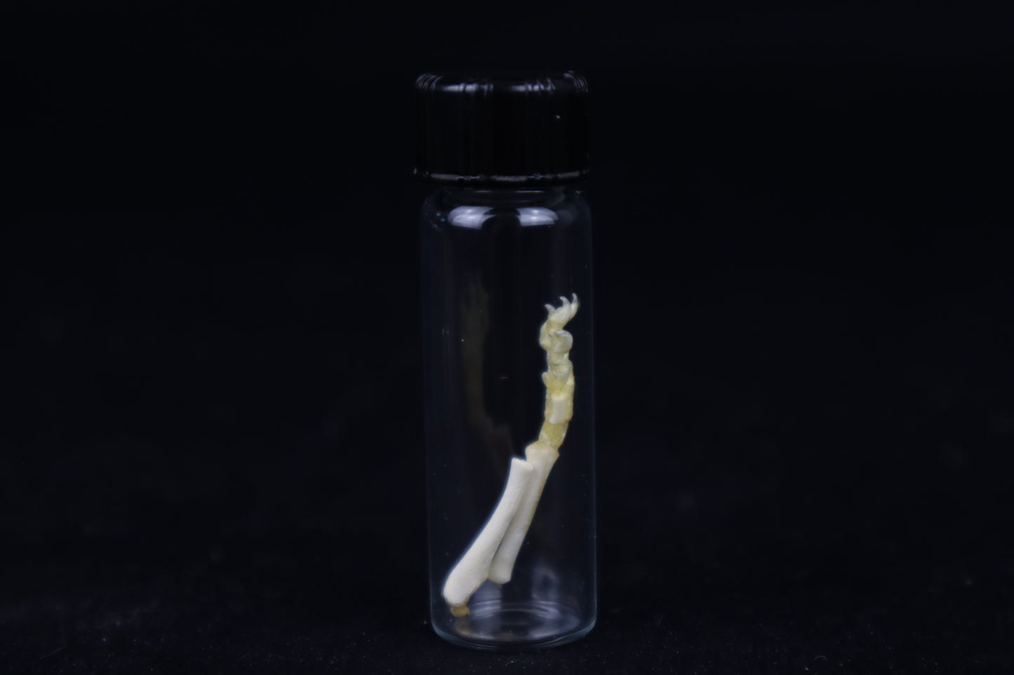 Fetal Red Fox Arm Articulation
