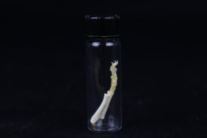 Fetal Red Fox Arm Articulation