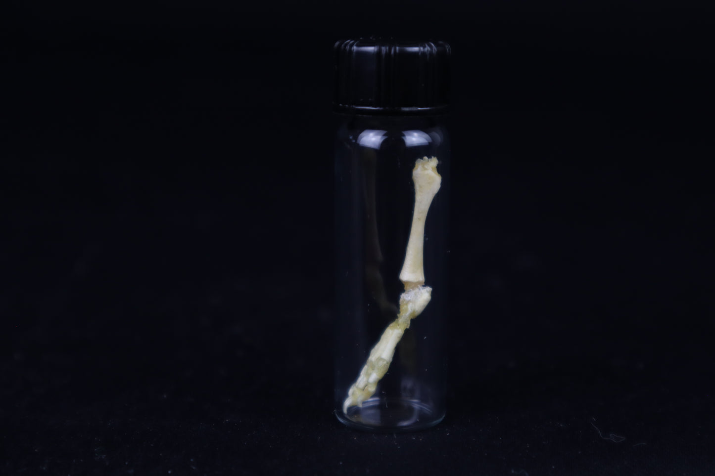 Fetal Red Fox Leg Articulation