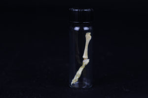 Fetal Red Fox Leg Articulation