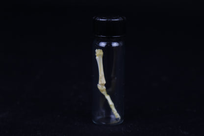 Fetal Red Fox Leg Articulation