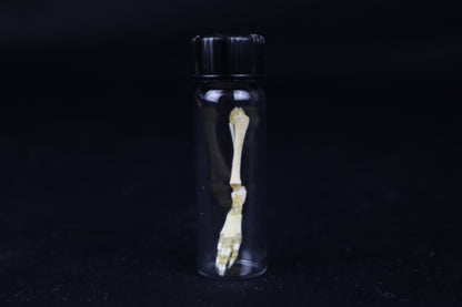 Fetal Red Fox Leg Articulation