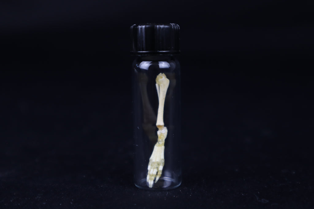 Fetal Red Fox Leg Articulation
