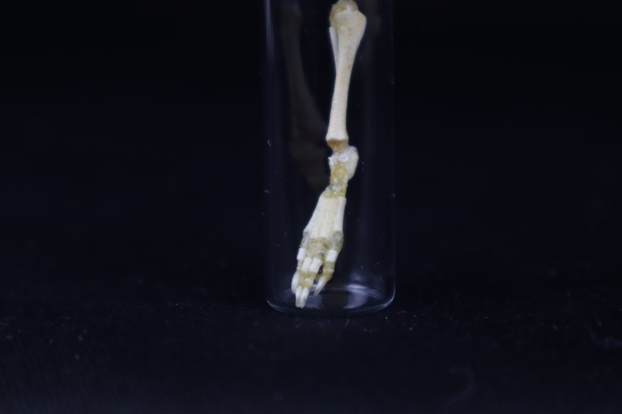 Fetal Red Fox Leg Articulation