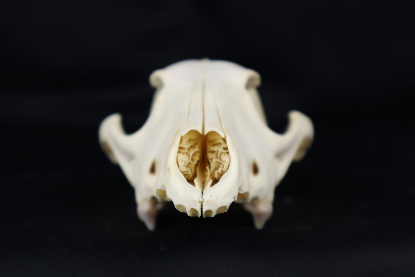Craft Coyote Skull