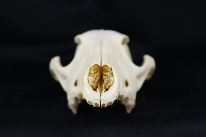 Craft Coyote Skull