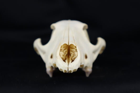 Craft Coyote Skull