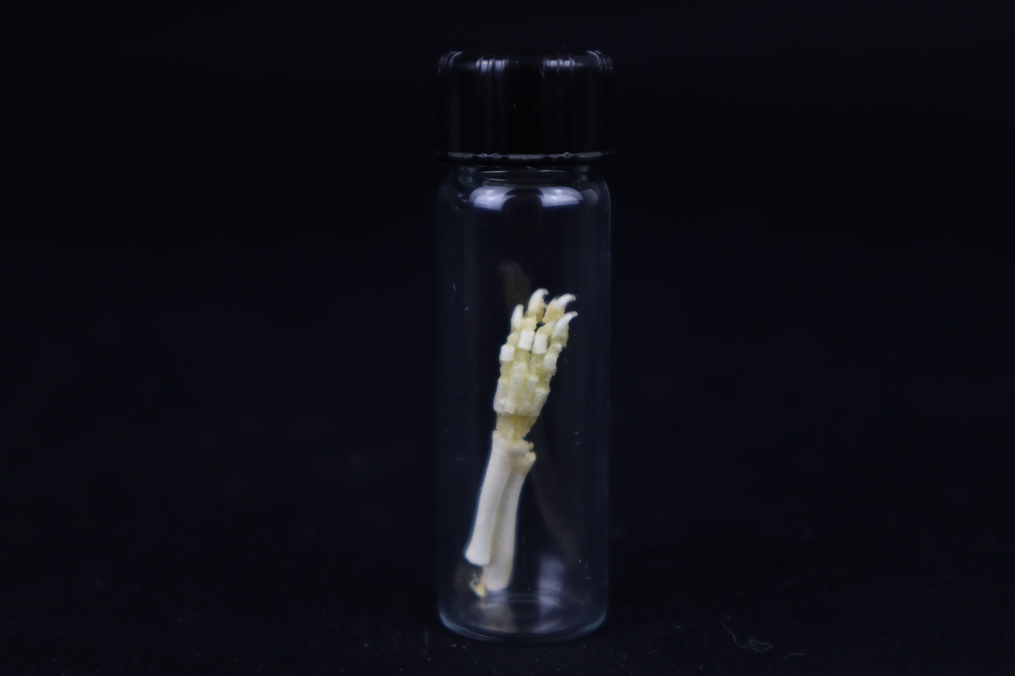 Fetal Red Fox Arm Articulation