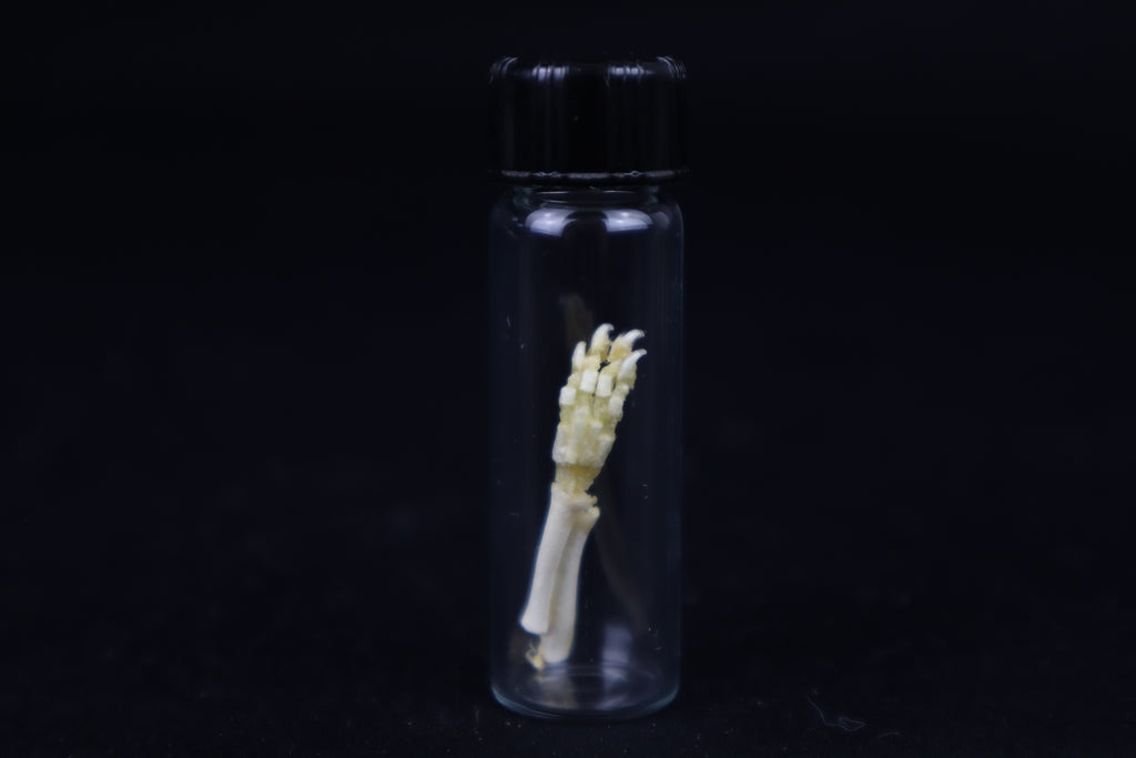 Fetal Red Fox Arm Articulation