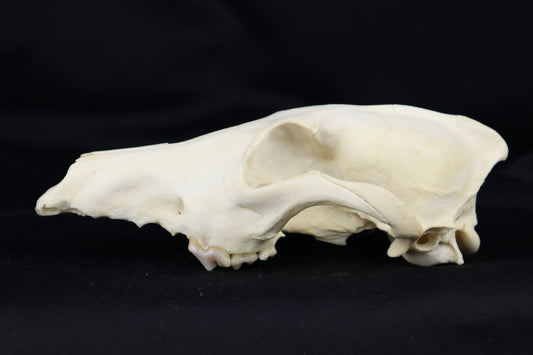 Craft Coyote Skull