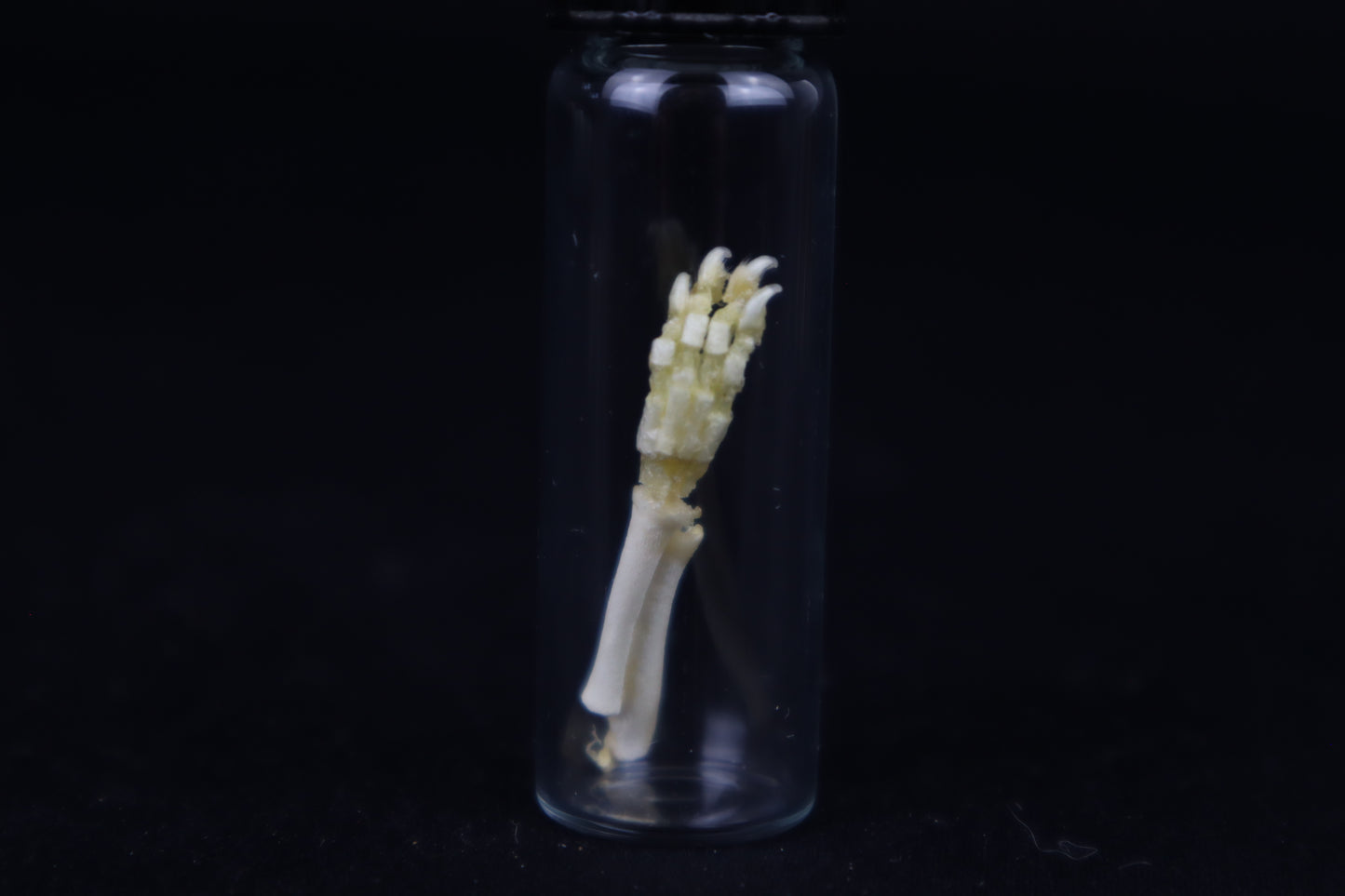 Fetal Red Fox Arm Articulation