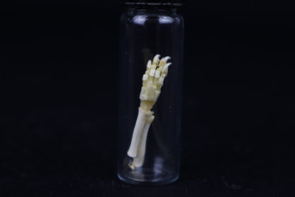 Fetal Red Fox Arm Articulation