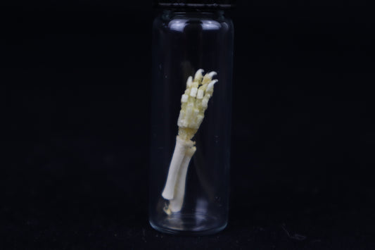Fetal Red Fox Arm Articulation
