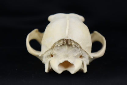 Craft Coyote Skull