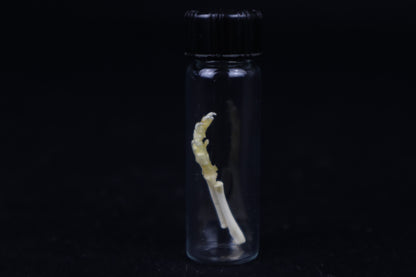 Fetal Red Fox Arm Articulation