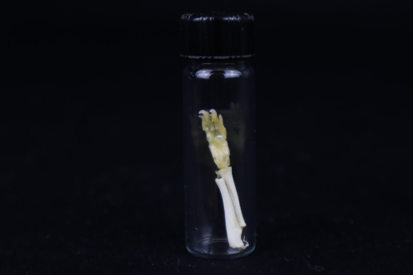 Fetal Red Fox Arm Articulation