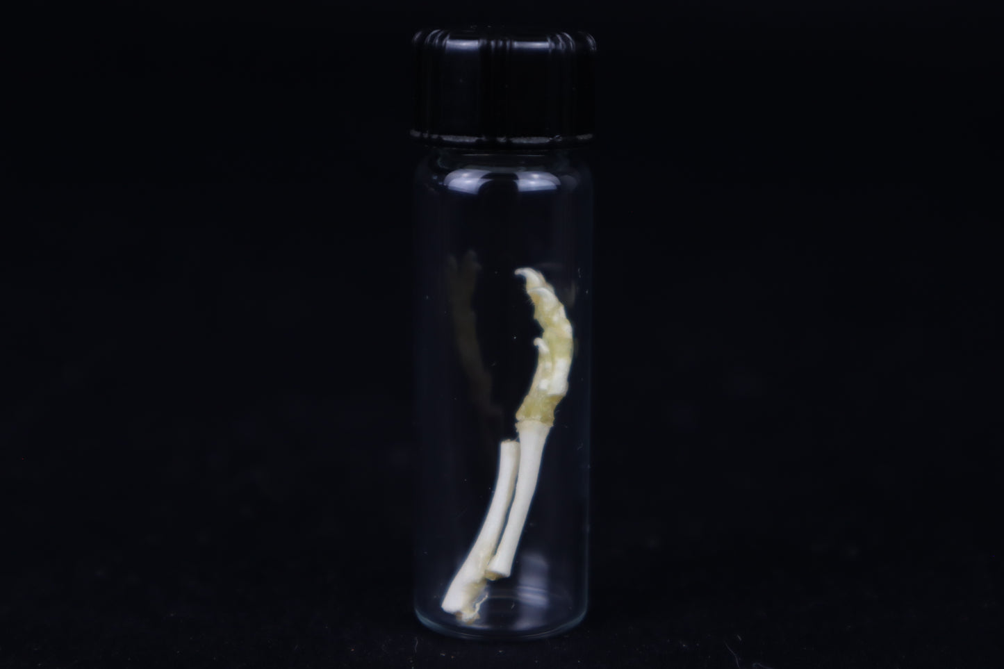 Fetal Red Fox Arm Articulation