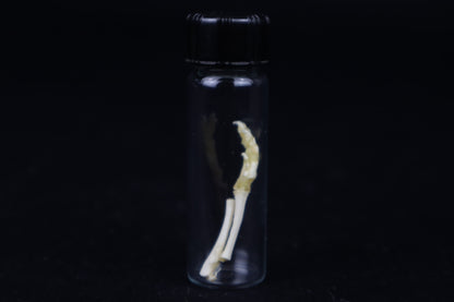 Fetal Red Fox Arm Articulation