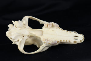 Craft Coyote Skull