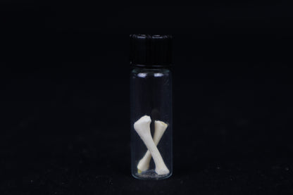 Fetal Red Fox Femur and Humerus