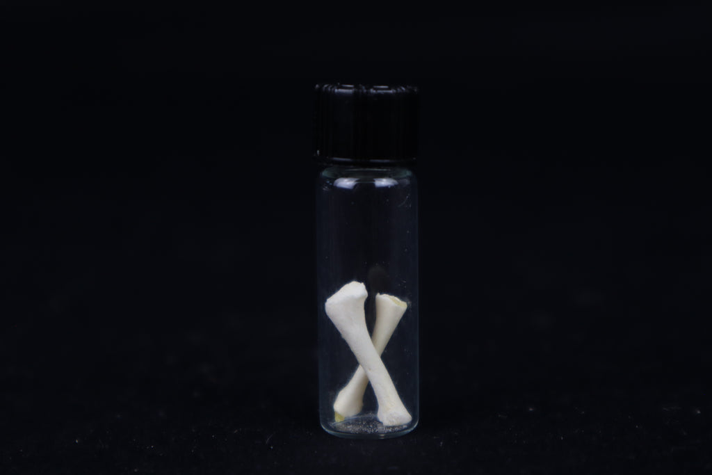 Fetal Red Fox Femur and Humerus