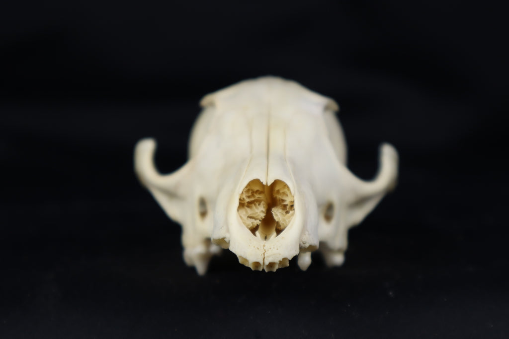 Craft Red Fox Skull