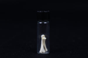 Fetal Red Fox Femur and Humerus