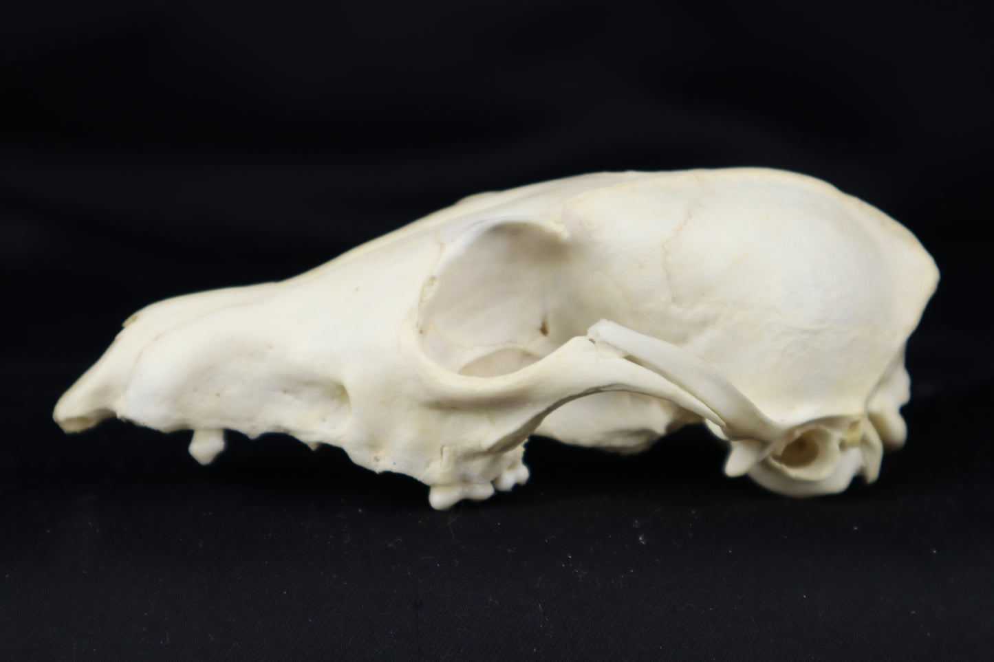 Craft Red Fox Skull