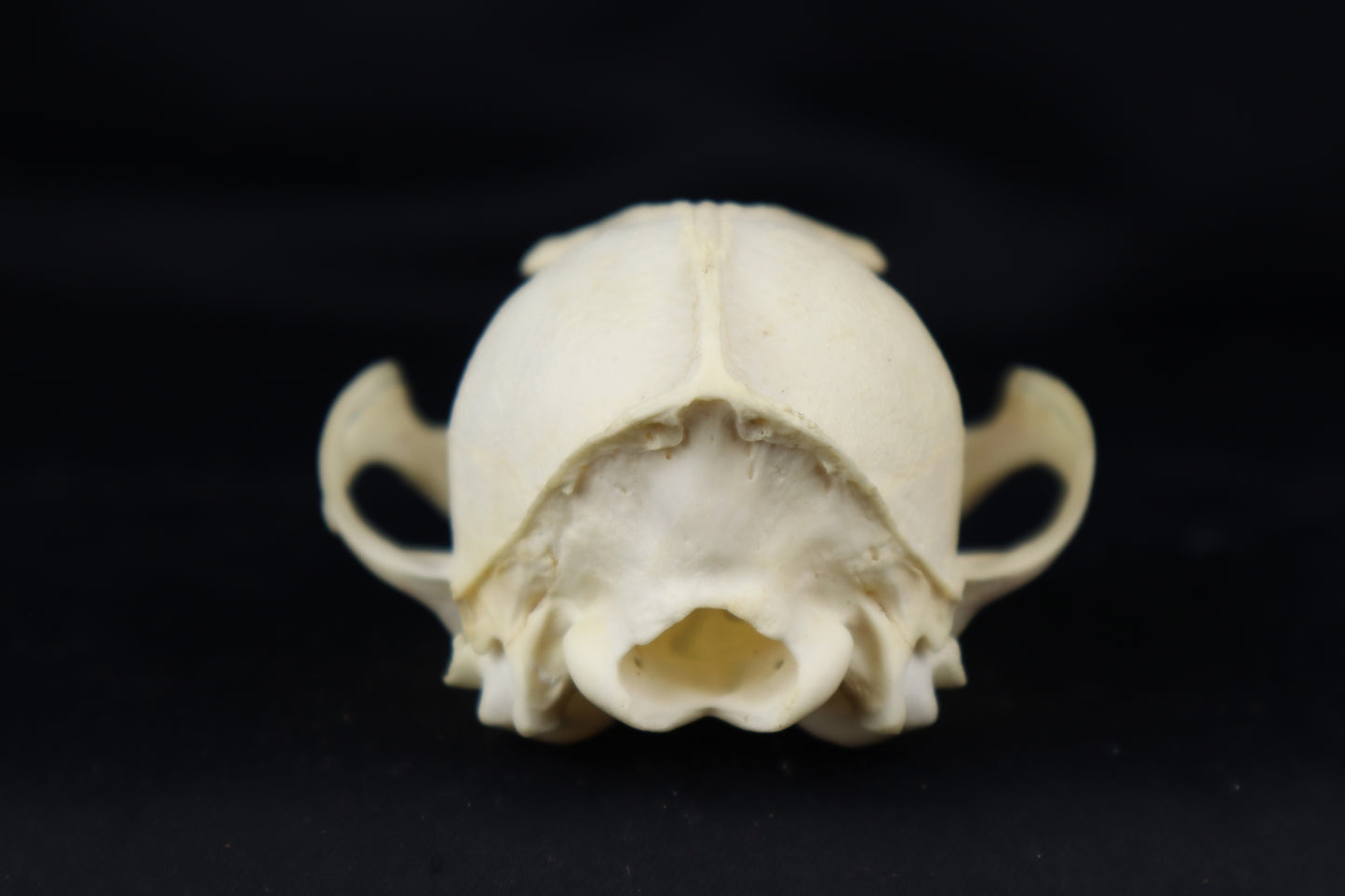 Craft Red Fox Skull