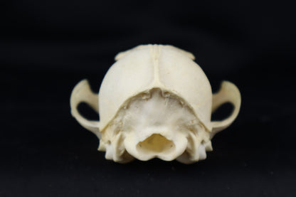 Craft Red Fox Skull