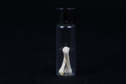 Fetal Red Fox Femur and Humerus