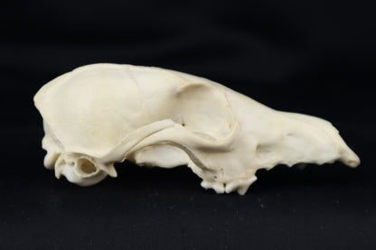 Craft Red Fox Skull